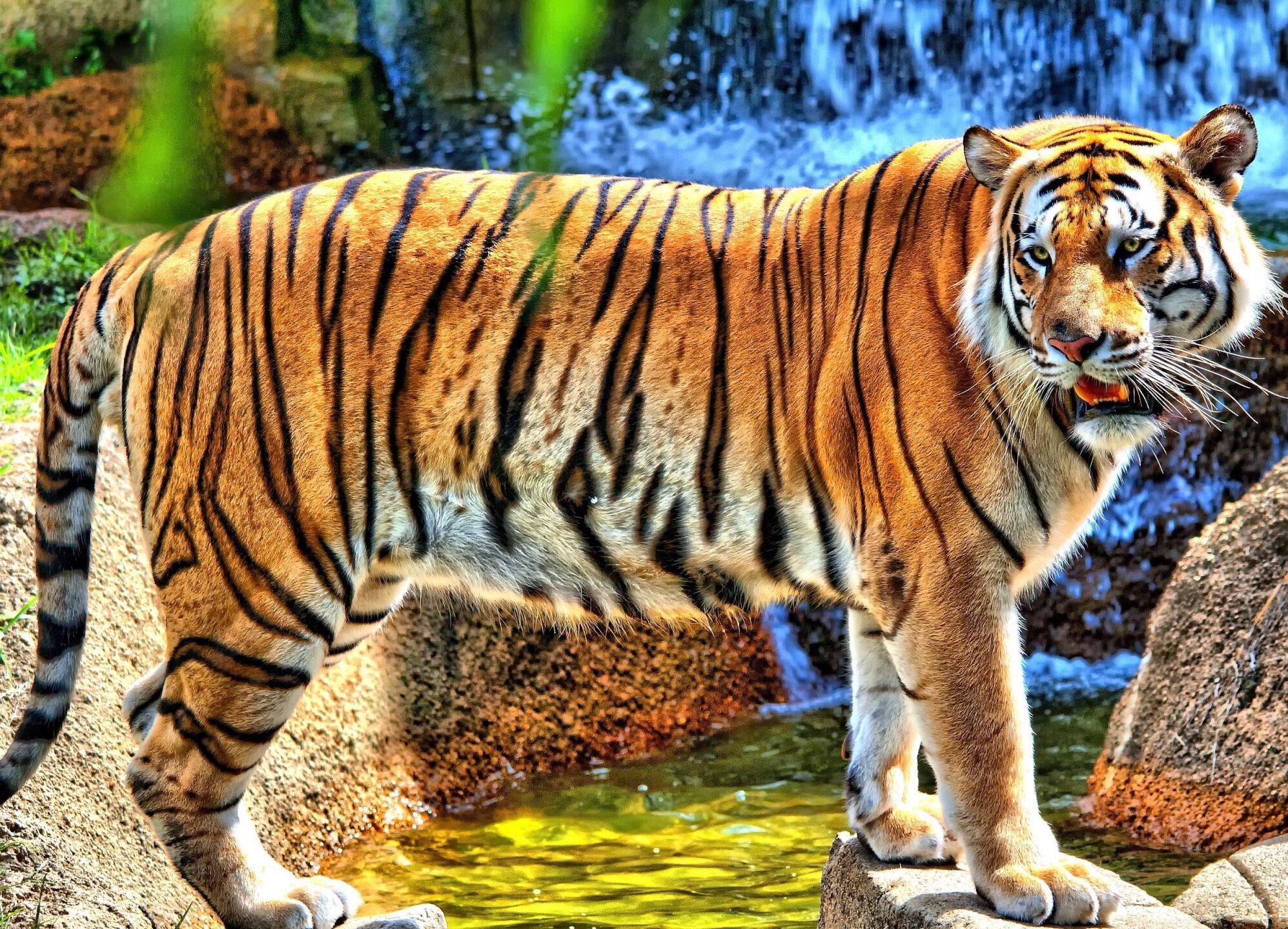 Тигр у воды