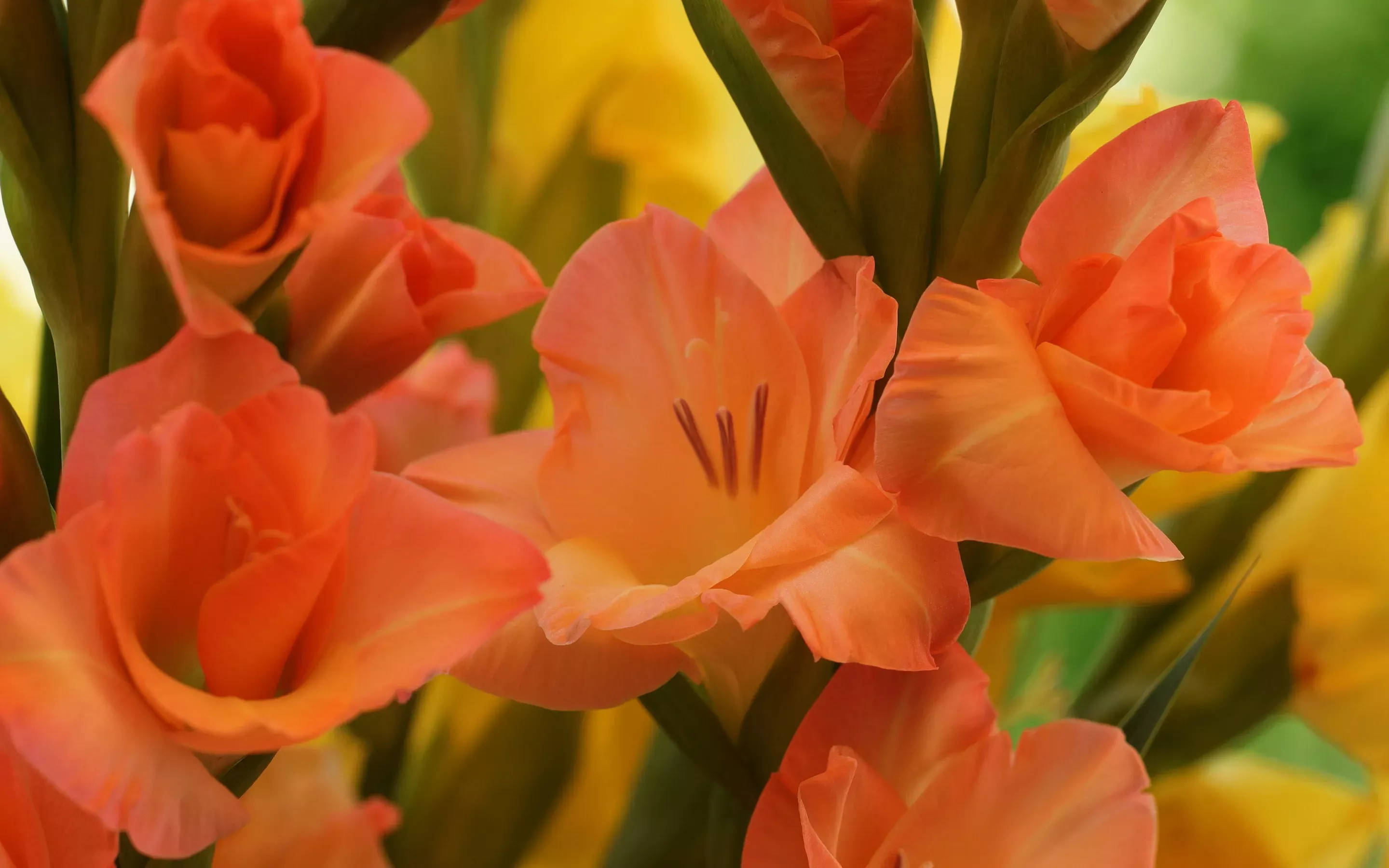 Гладиолусы персиковые