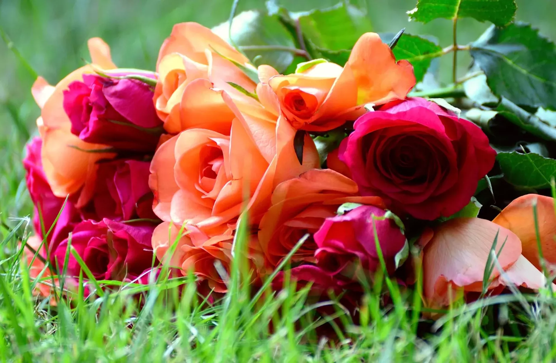 Букет роз в траве
