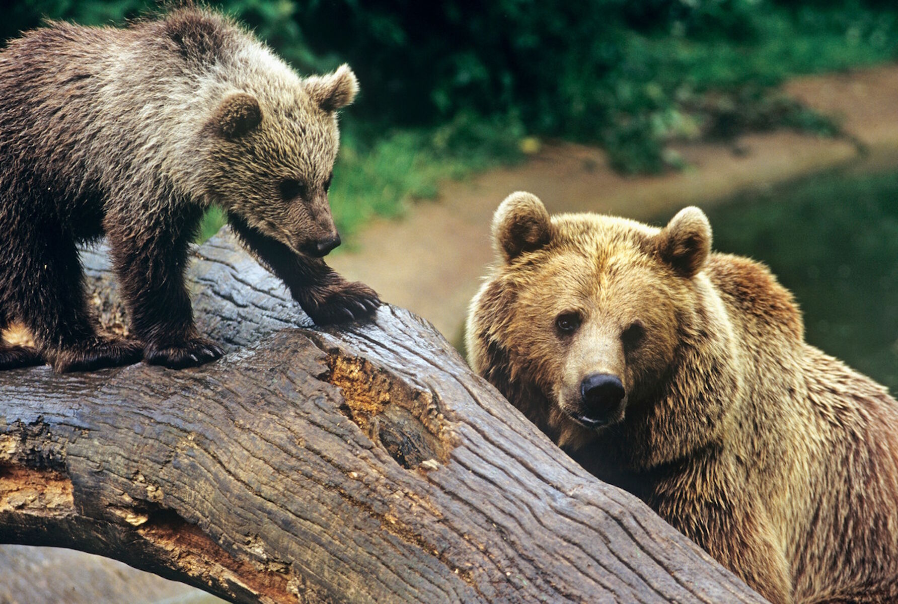 Медвежонок на бревне