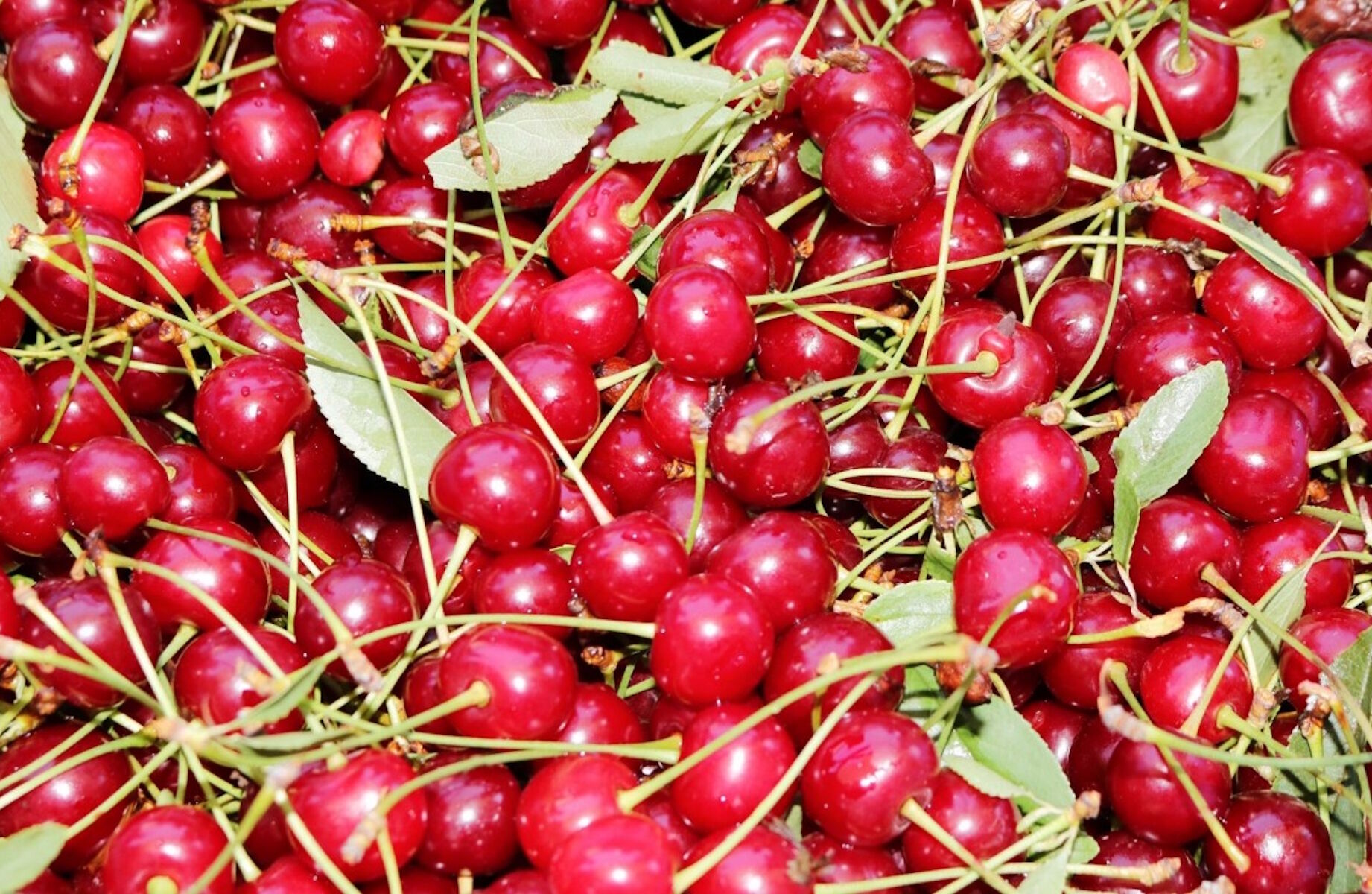 Кислая вишня