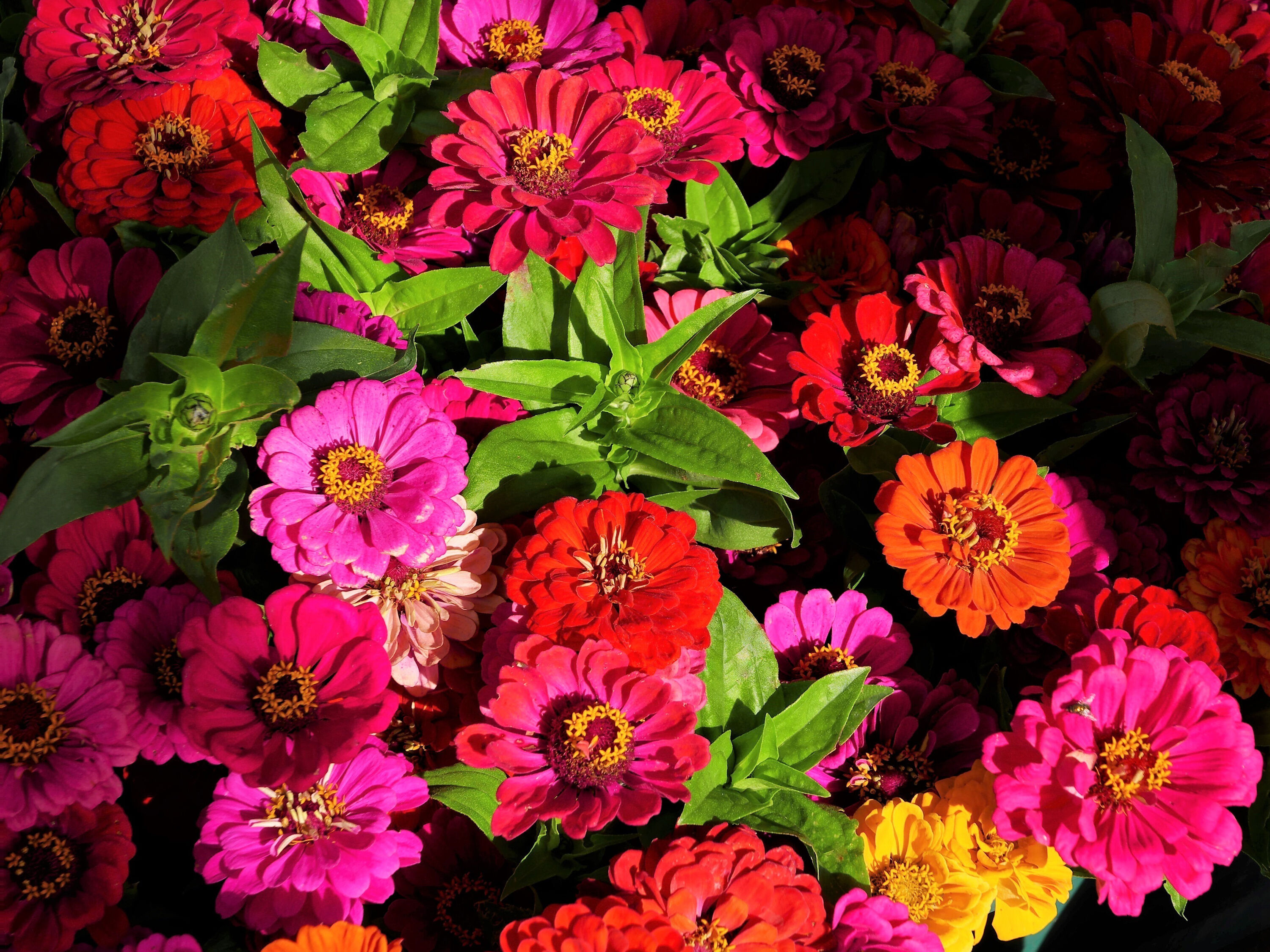 Разноцветные циннии