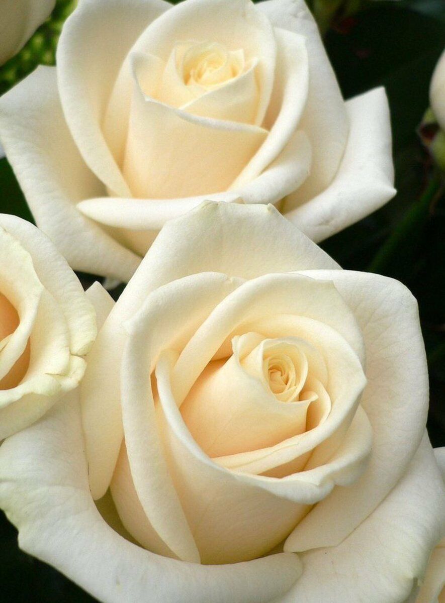 Розы Венделла