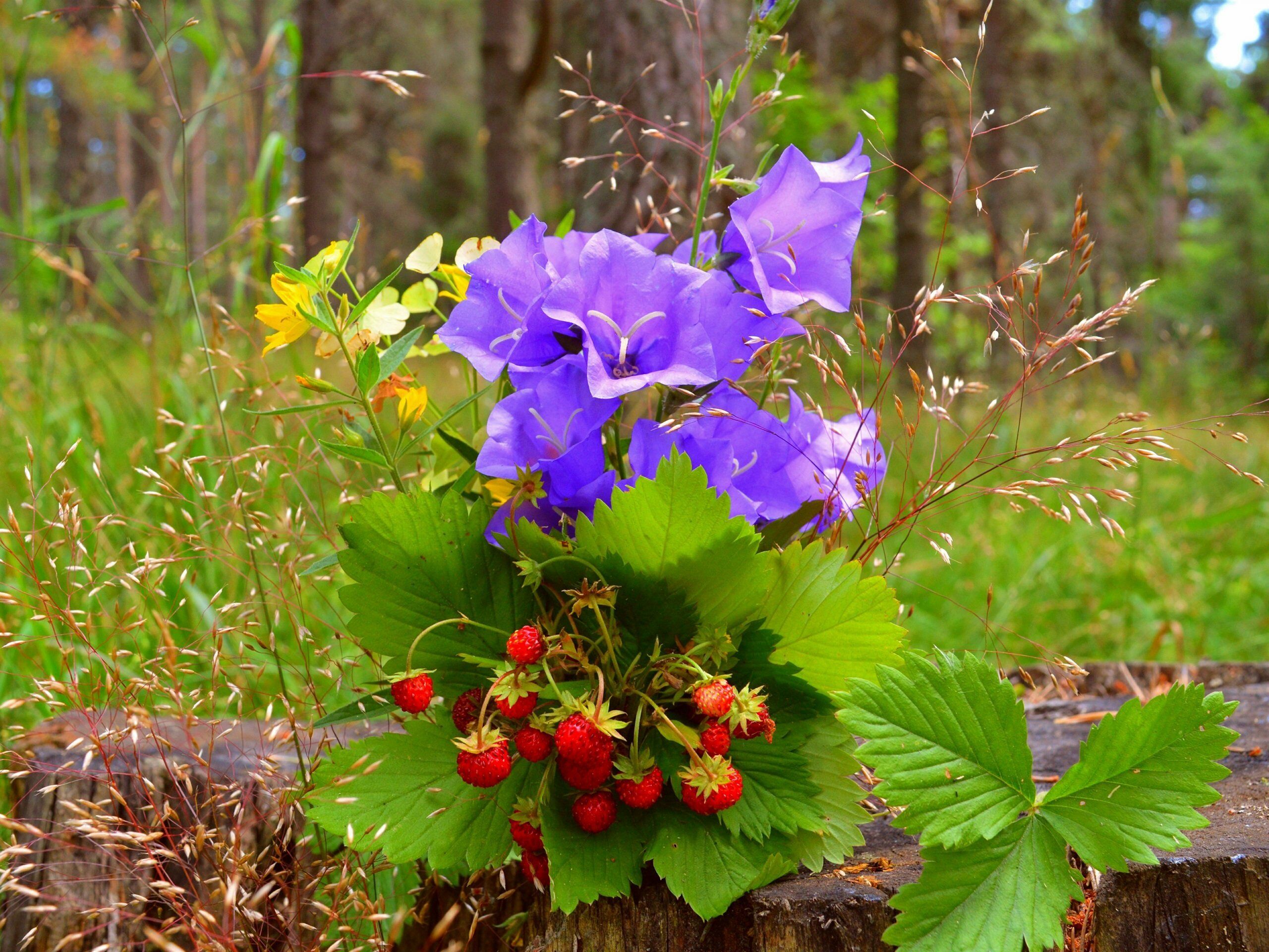 Земляника и колокольчики
