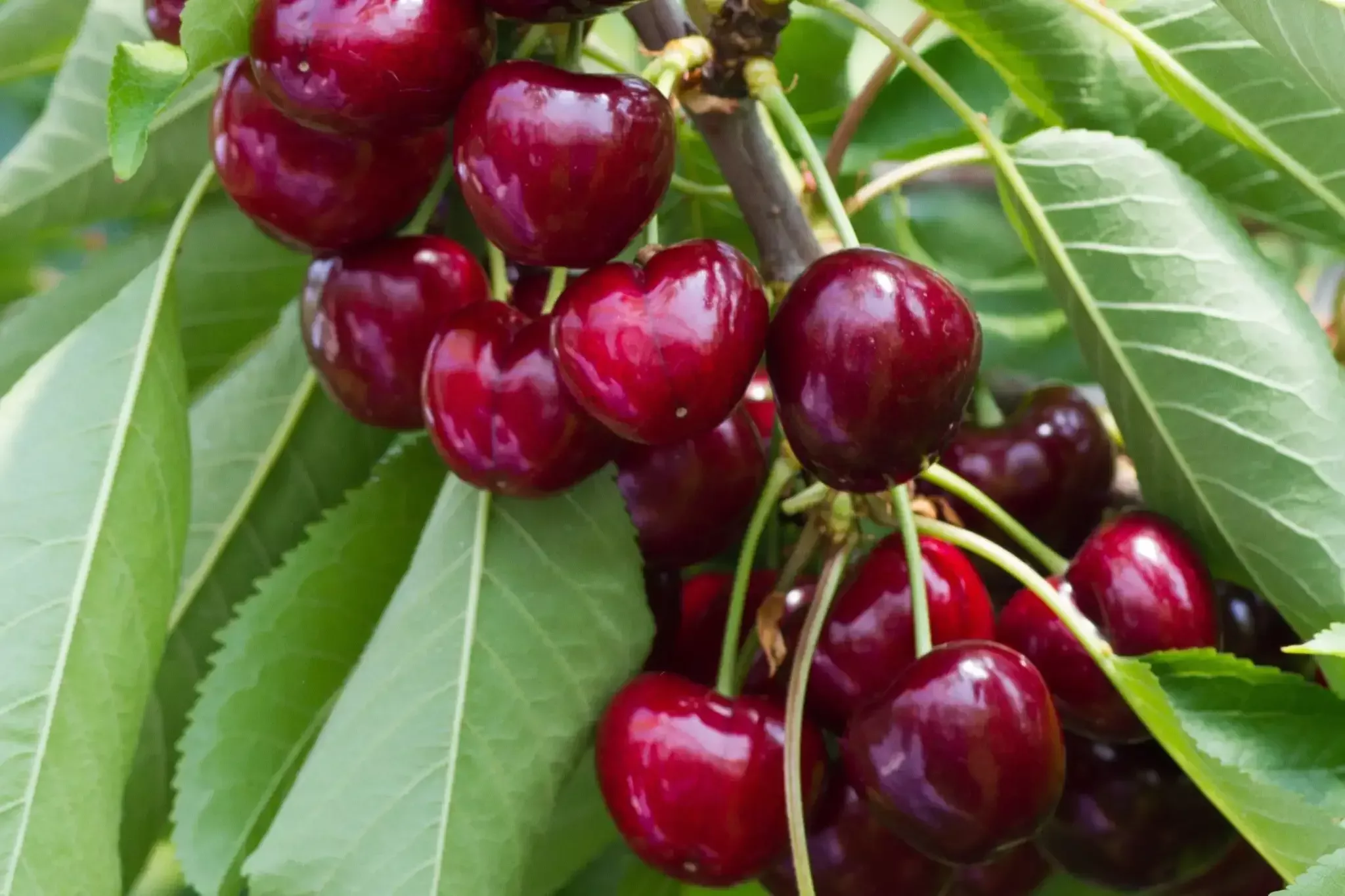 Ягоды черешни на ветке