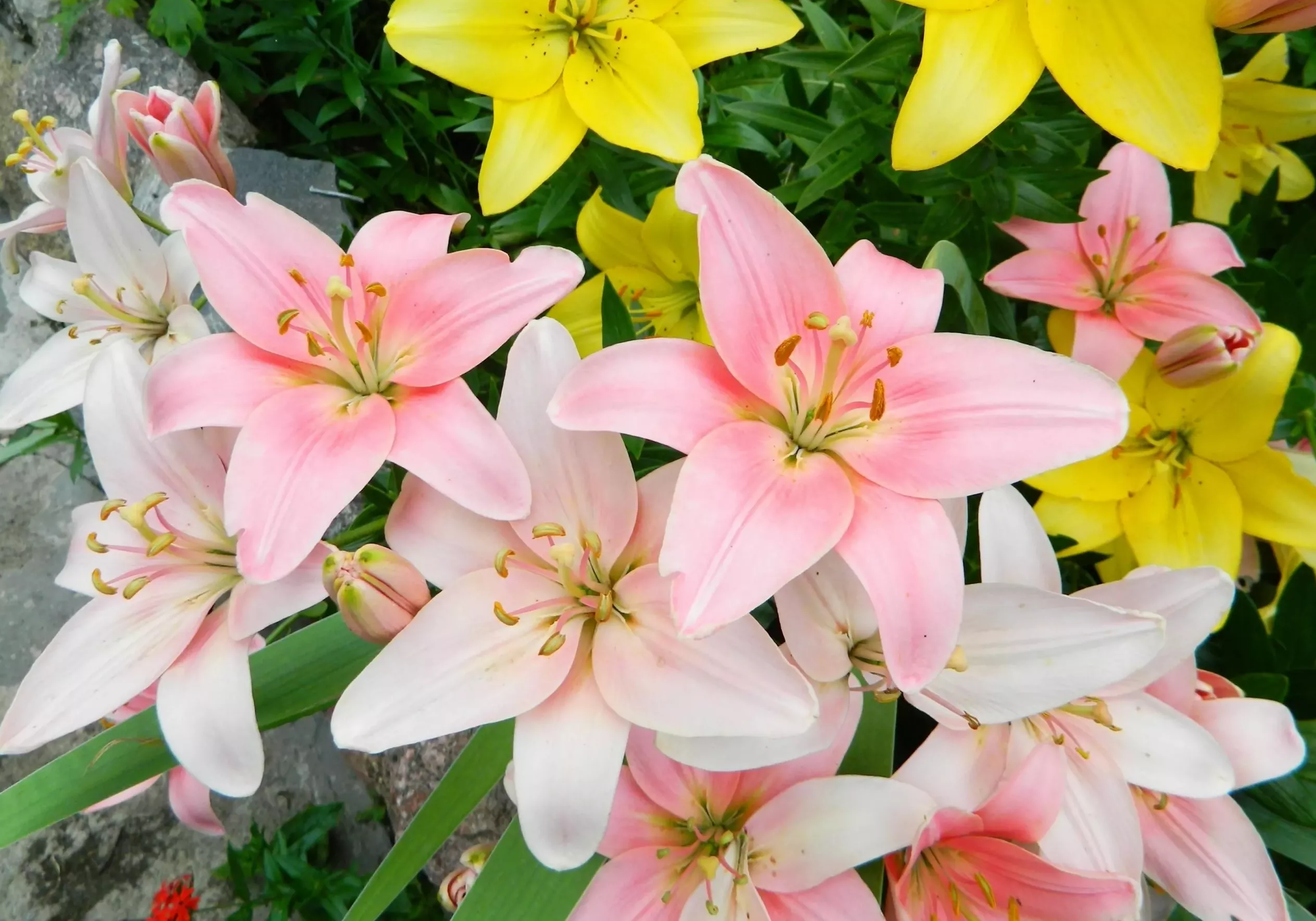 Розовые лилии на клумбе