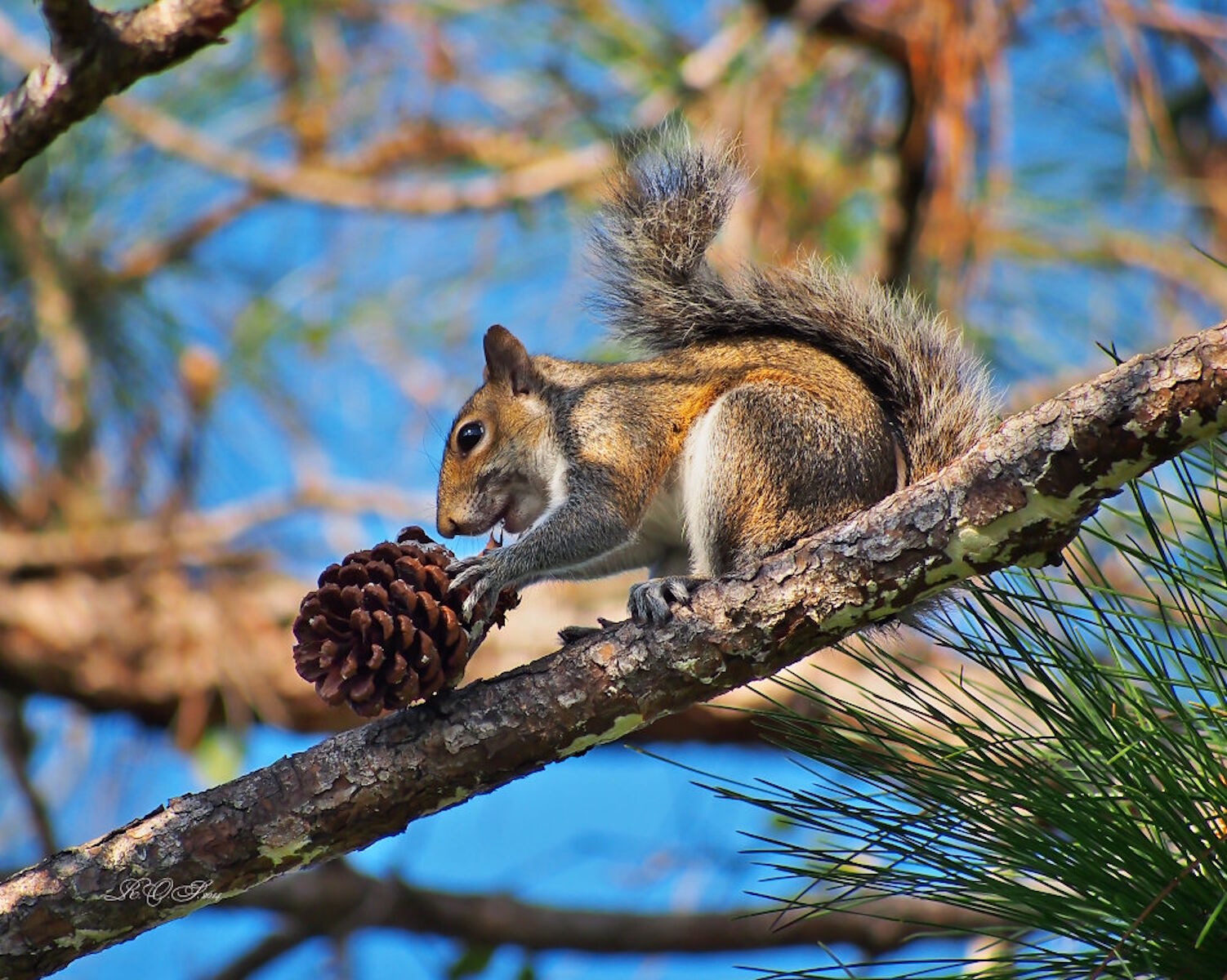 Белка на елке