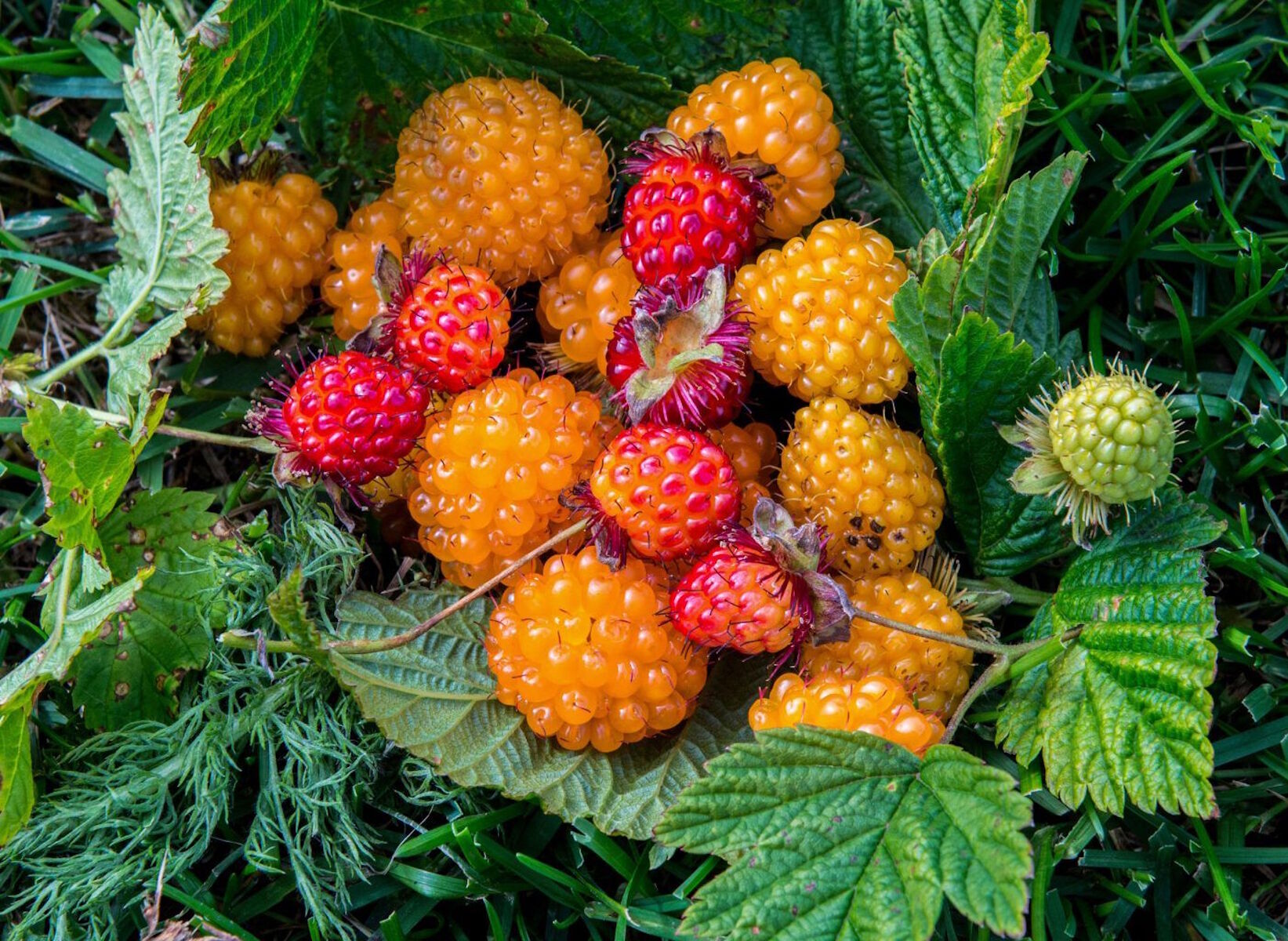 Желтая ягода