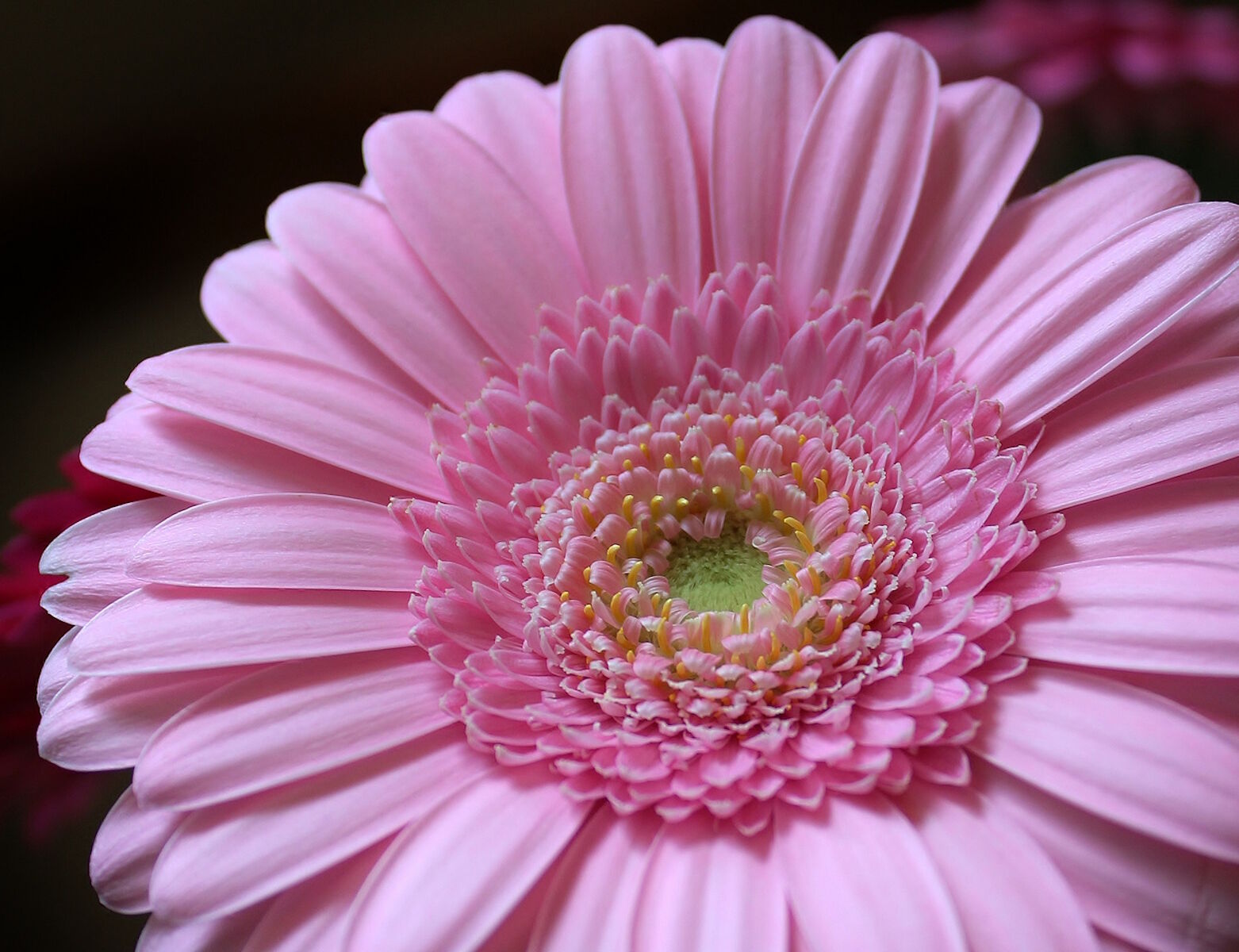 Шикарная розовая гербера