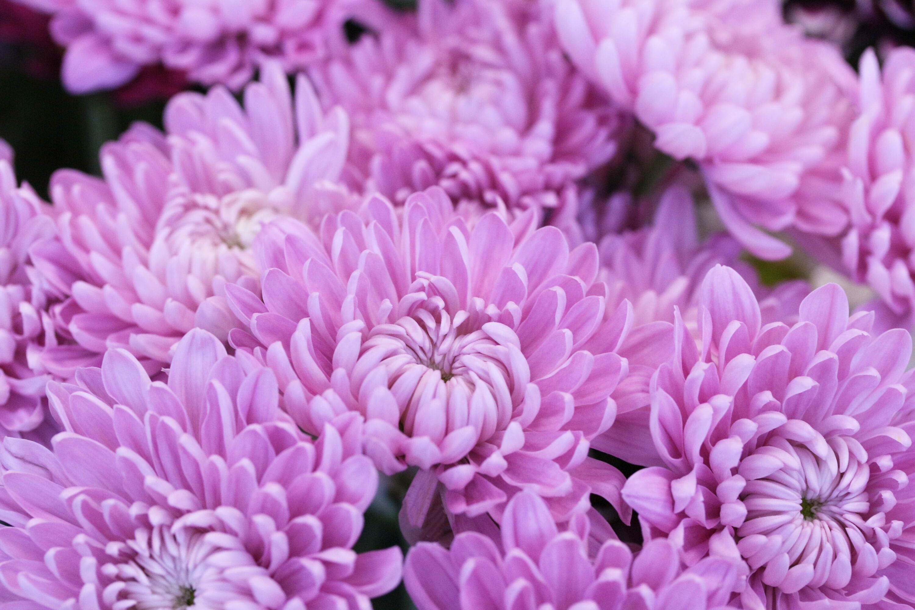 Нежные сиреневые хризантемы