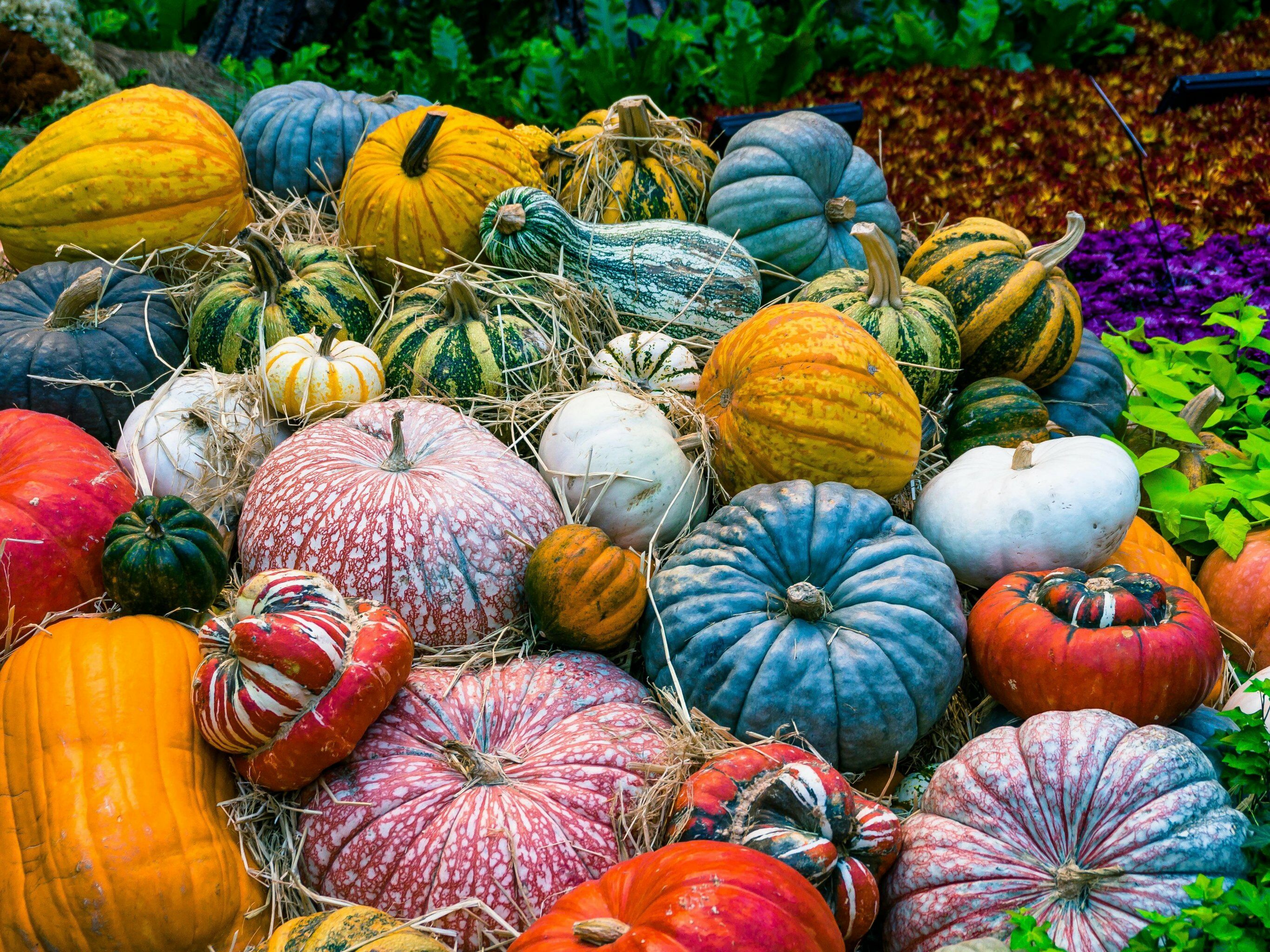 Тыквы на любой вкус