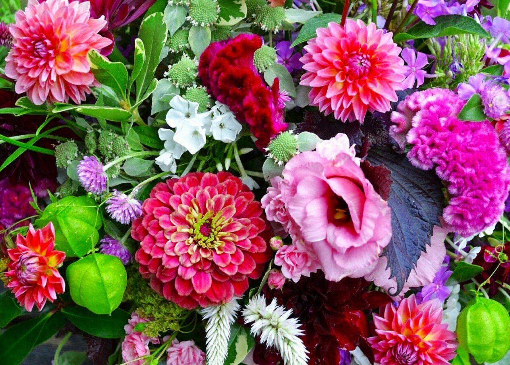 Георгины, астры, циннии