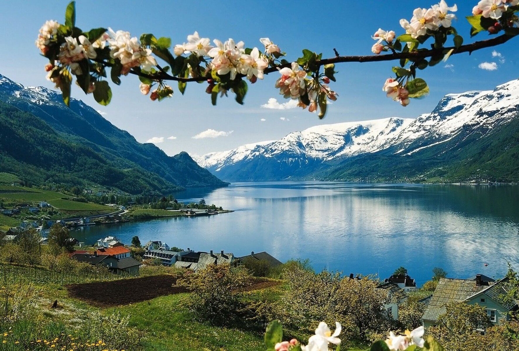 Цветущая яблоня и горы