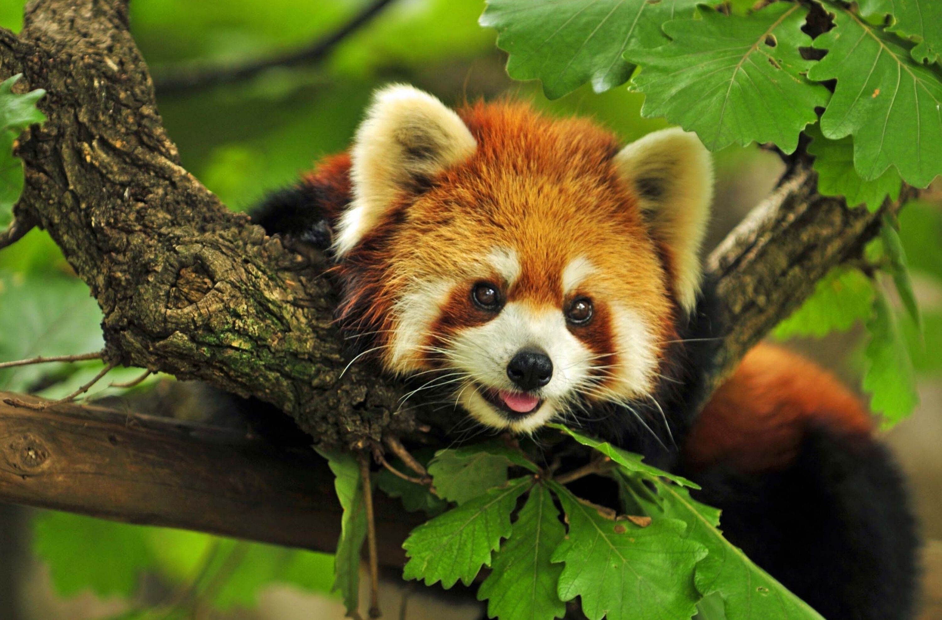 Малая панда на дереве