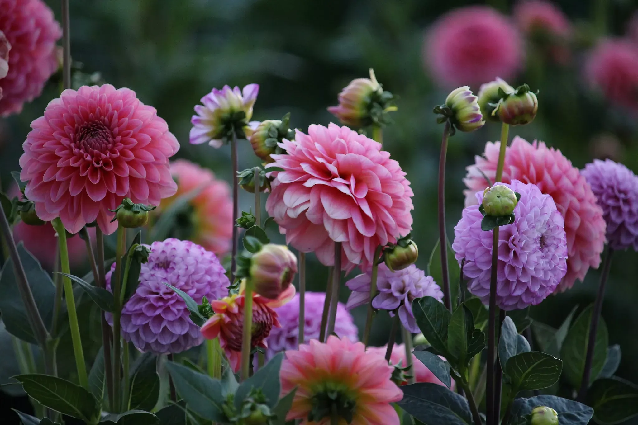 Георгины сиреневые и розовые