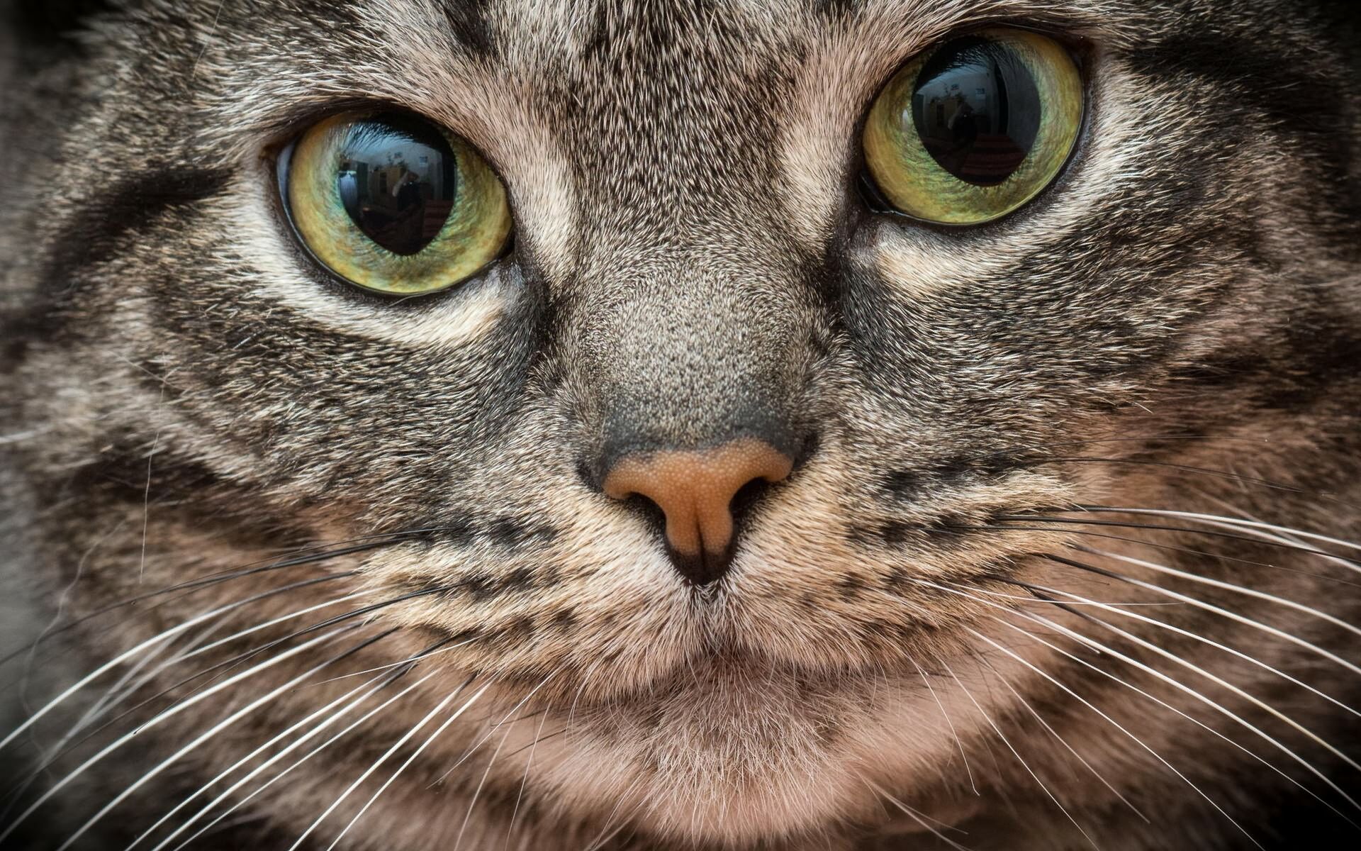 Кошкина моська