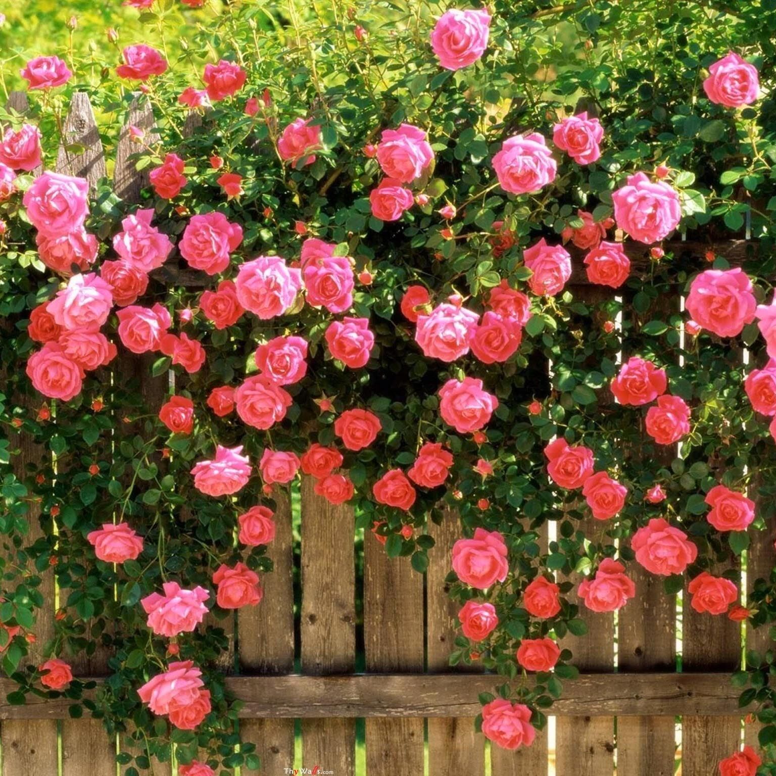 Плетистые розы на заборе