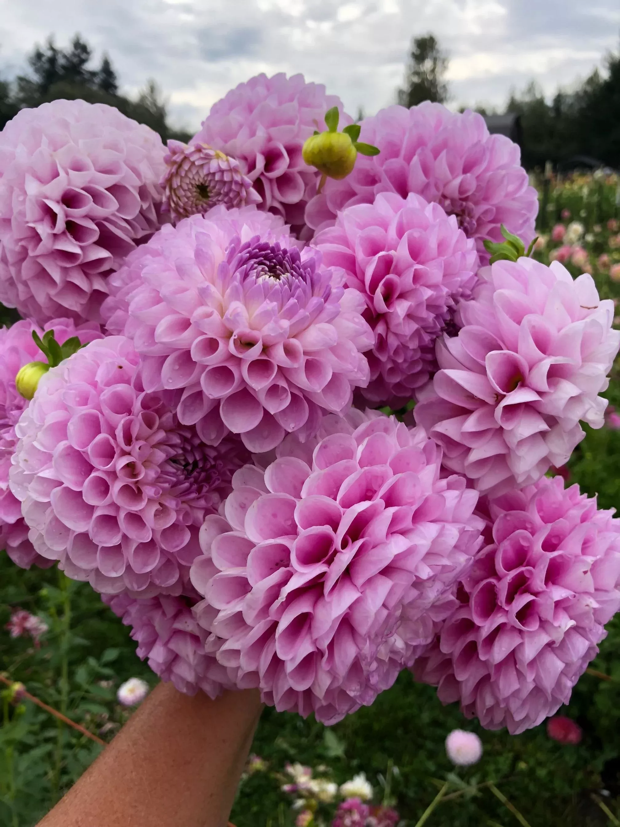 Букет розовых георгин