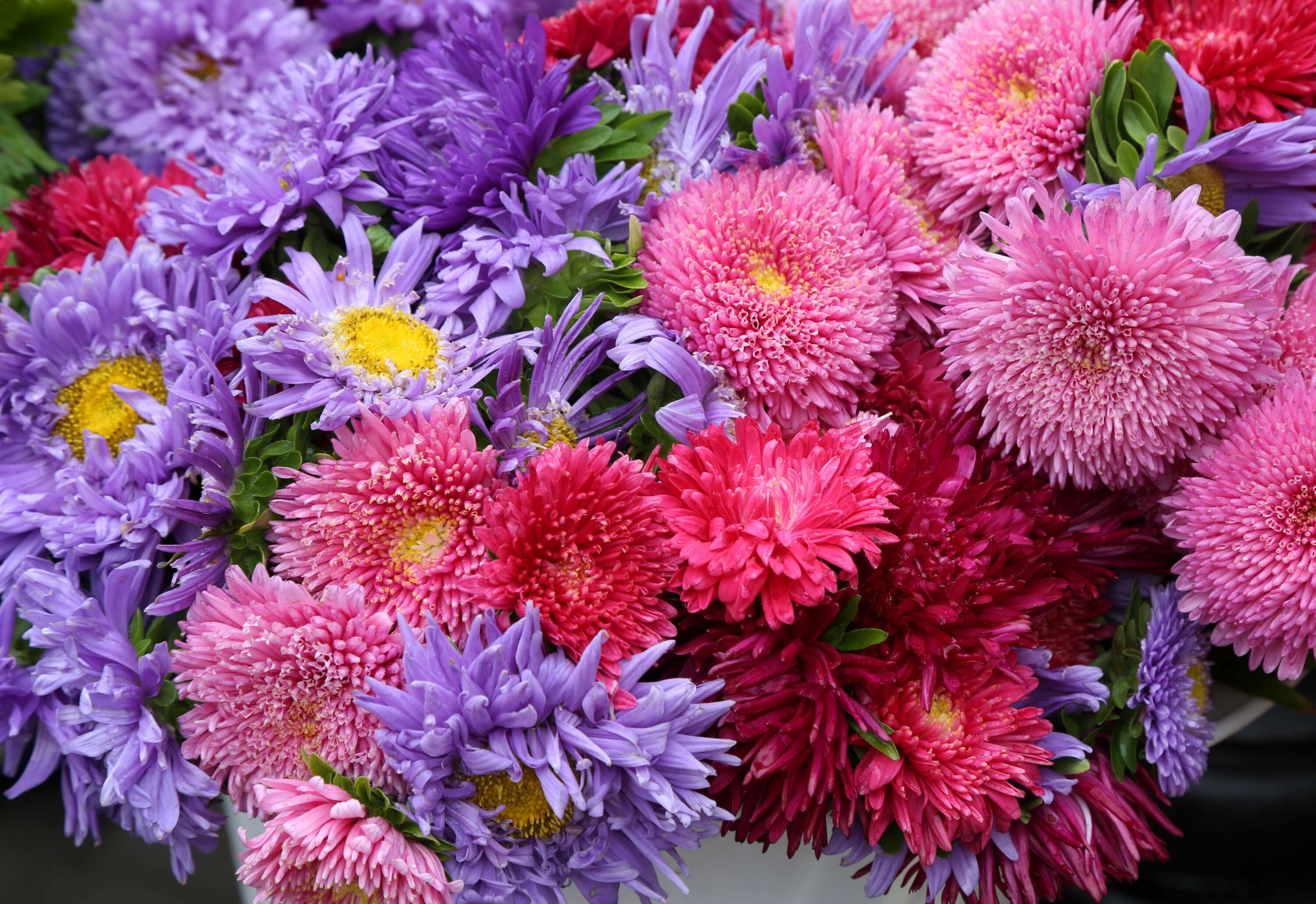 Нежные цветы хризантемы