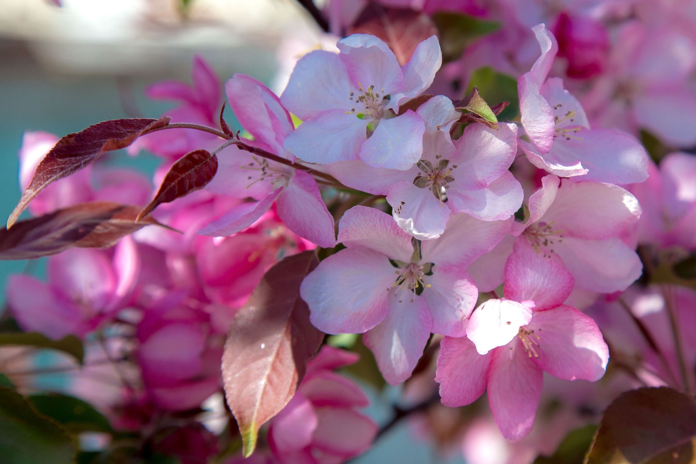 Весеннее цветение