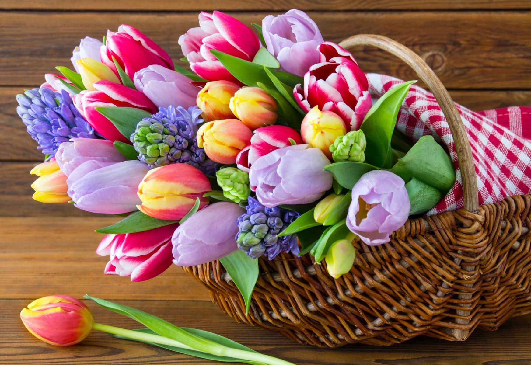 Яркие тюльпаны в корзинке