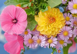 Гербера и мальва