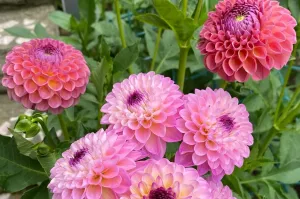 Георгины садовые