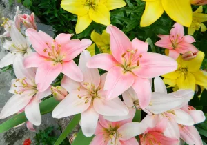 Розовые лилии на клумбе