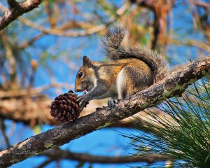 Белка на елке