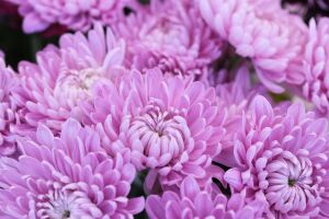Нежные сиреневые хризантемы