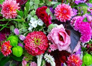 Георгины, астры, циннии