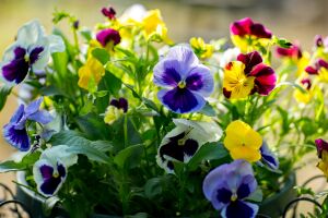 Фиалки в горшке