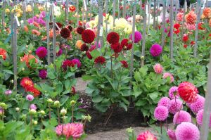 Георгины клубневые