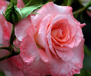 Роза розовая
