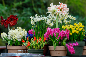 Цветы разные на даче