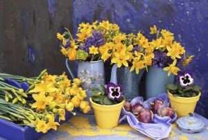 Нарциссы и розы