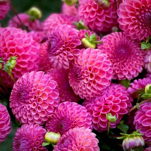 Малиновые георгины