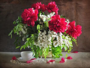 Акация и пионы