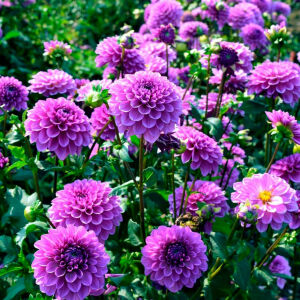 Фиолетовые георгины на клумбе