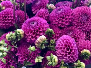 Георгина Далия