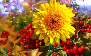 Хризантема с рябиной
