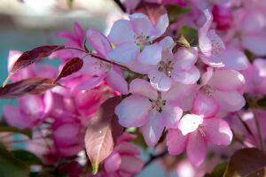 Весеннее цветение