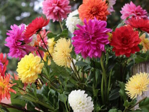 Георгины цветы