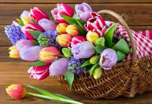 Яркие тюльпаны в корзинке