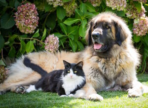 Пес и кот у георгин