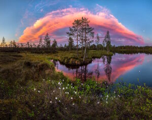 Розовое облако