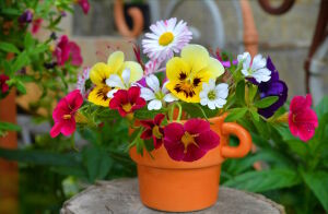 Садовая фиалка