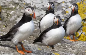 Стая тупиков