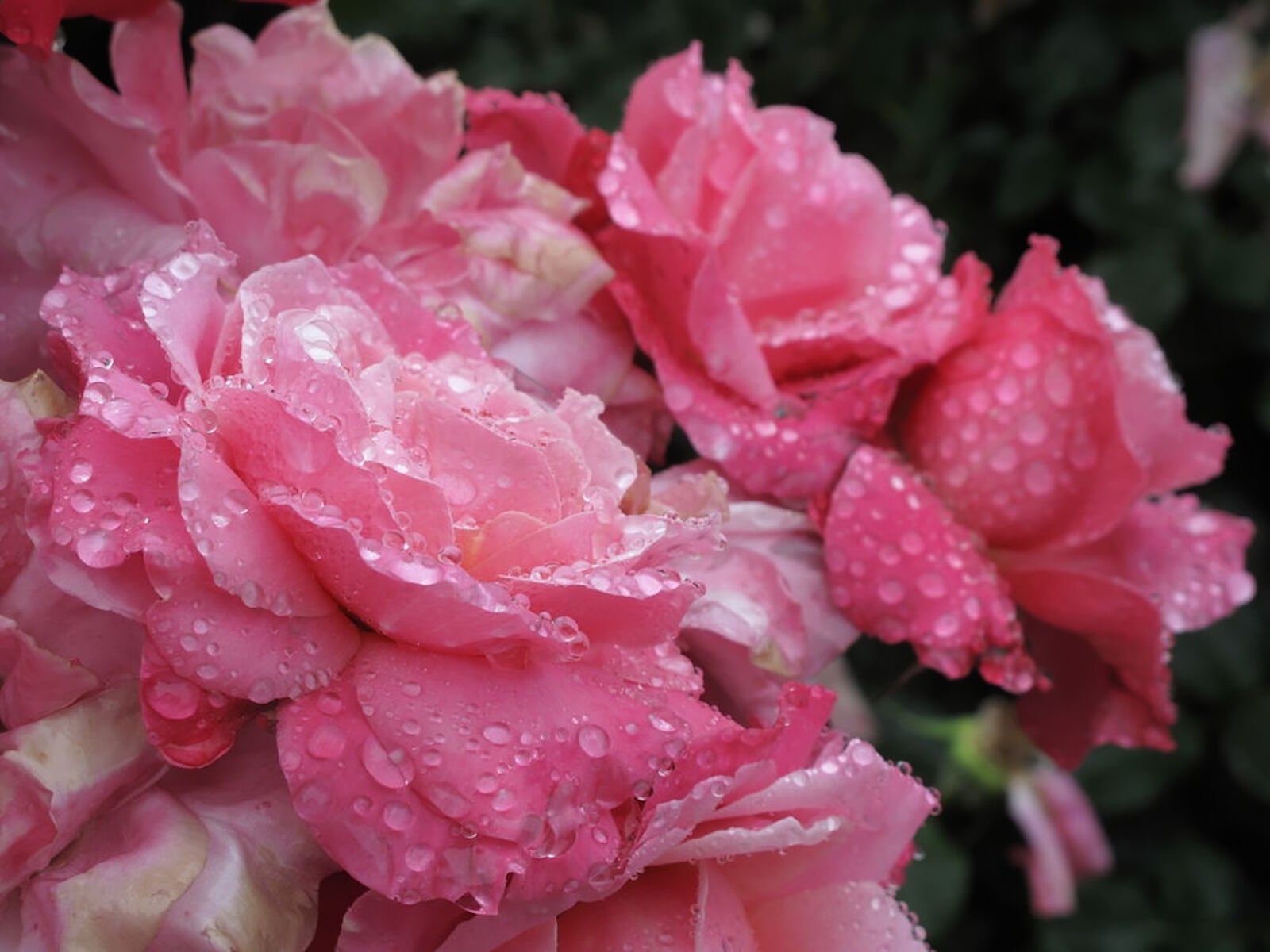 Плетистая роза в каплях