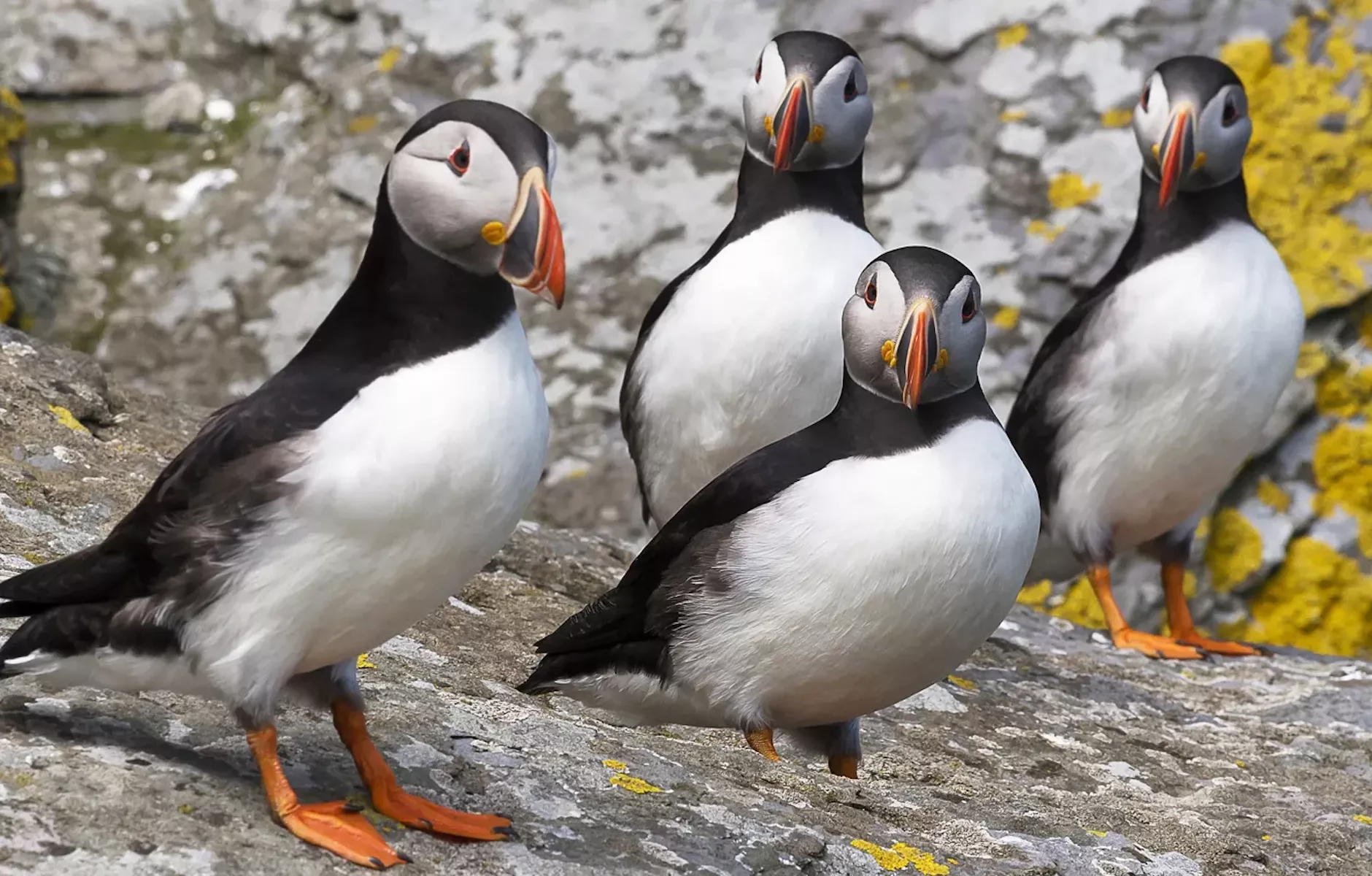 Стая тупиков